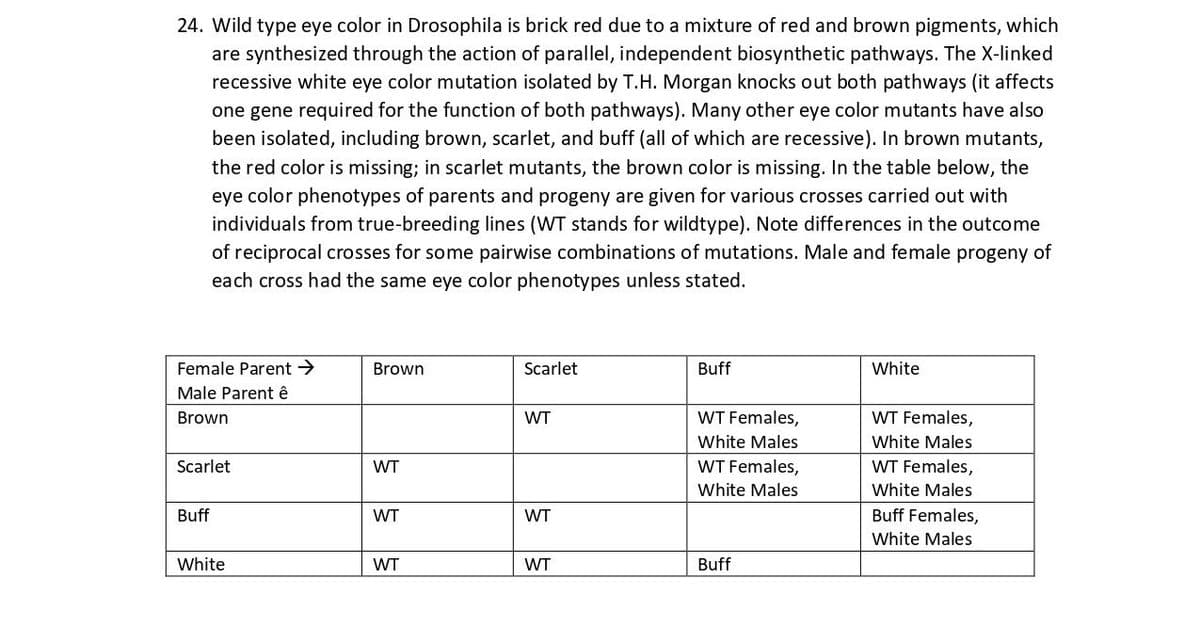 24. Wild type eye color in Drosophila is brick red due to a mixture of red and brown pigments, which
are synthesized through the action of parallel, independent biosynthetic pathways. The X-linked
recessive white eye color mutation isolated by T.H. Morgan knocks out both pathways (it affects
one gene required for the function of both pathways). Many other eye color mutants have also
been isolated, including brown, scarlet, and buff (all of which are recessive). In brown mutants,
the red color is missing; in scarlet mutants, the brown color is missing. In the table below, the
eye color phenotypes of parents and progeny are given for various crosses carried out with
individuals from true-breeding lines (WT stands for wildtype). Note differences in the outcome
of reciprocal crosses for some pairwise combinations of mutations. Male and female progeny of
each cross had the same eye color phenotypes unless stated.
Female Parent →
Male Parent ê
Brown
Scarlet
Buff
White
Brown
WT
WT
WT
Scarlet
WT
WT
WT
Buff
WT Females,
White Males
WT Females,
White Males
Buff
White
WT Females,
White Males
WT Females,
White Males
Buff Females,
White Males