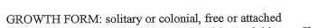 GROWTH FORM: solitary or colonial, free or attached
