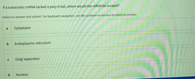 If a eukaryotic MRNA lacked a poly-A tail, where would the MRNA be located?
Select an answer and submit. For keyboard navigation, use the up/down arrow keys to select an answer.
a
Cytoplasm
Endoplasmic reticulum
Golgi apparatus
Nucleus
