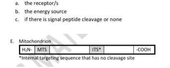 a. the receptor/s
b. the energy source
c.
if there is signal peptide cleavage or none
E. Mitochondrion
H₂N- MTS
ITS*
"Internal targeting sequence that has no cleavage site
-COOH