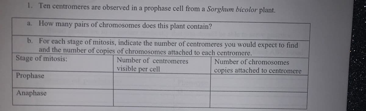 1. Ten centromeres are observed in a prophase cell from a Sorghum bicolor plant.
a. How many pairs of chromosomes does this plant contain?
b. For each stage of mitosis, indicate the number of centromeres you would expect to find
and the number of copies of chromosomes attached to each centromere.
Stage of mitosis:
Number of centromeres
visible cell
Number of chromosomes
per
copies attached to centromere
Prophase
Anaphase
