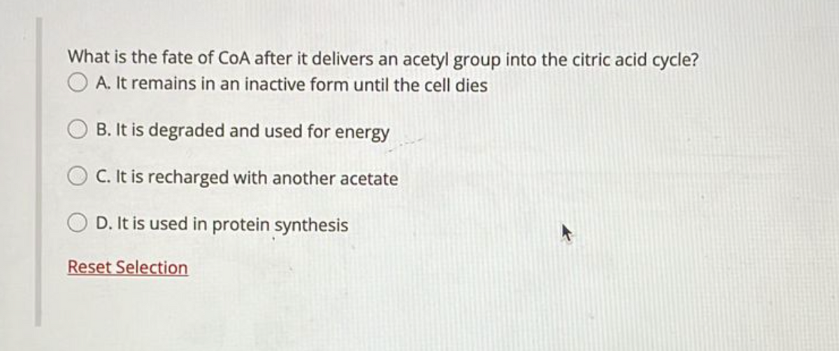 What is the fate of CoA after it delivers an acetyl group into the citric acid cycle?
O A. It remains in an inactive form until the cell dies
B. It is degraded and used for energy
C. It is recharged with another acetate
D. It is used in protein synthesis
Reset Selection
