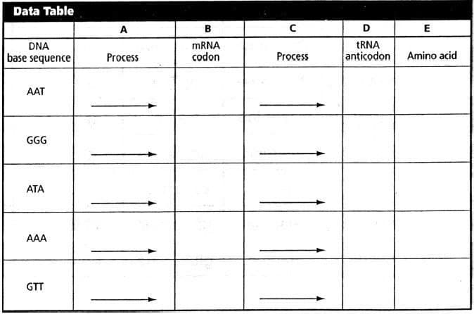 Data Table
DNA
base sequence
AAT
GGG
ATA
AAA
GTT
A
Process
B
mRNA
codon
с
Process
D
tRNA
|anticodon
E
Amino acid