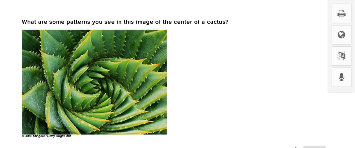 What are some patterns you see in this image of the center of a cactus?
2018 LazingBee/Getty Images Pus
