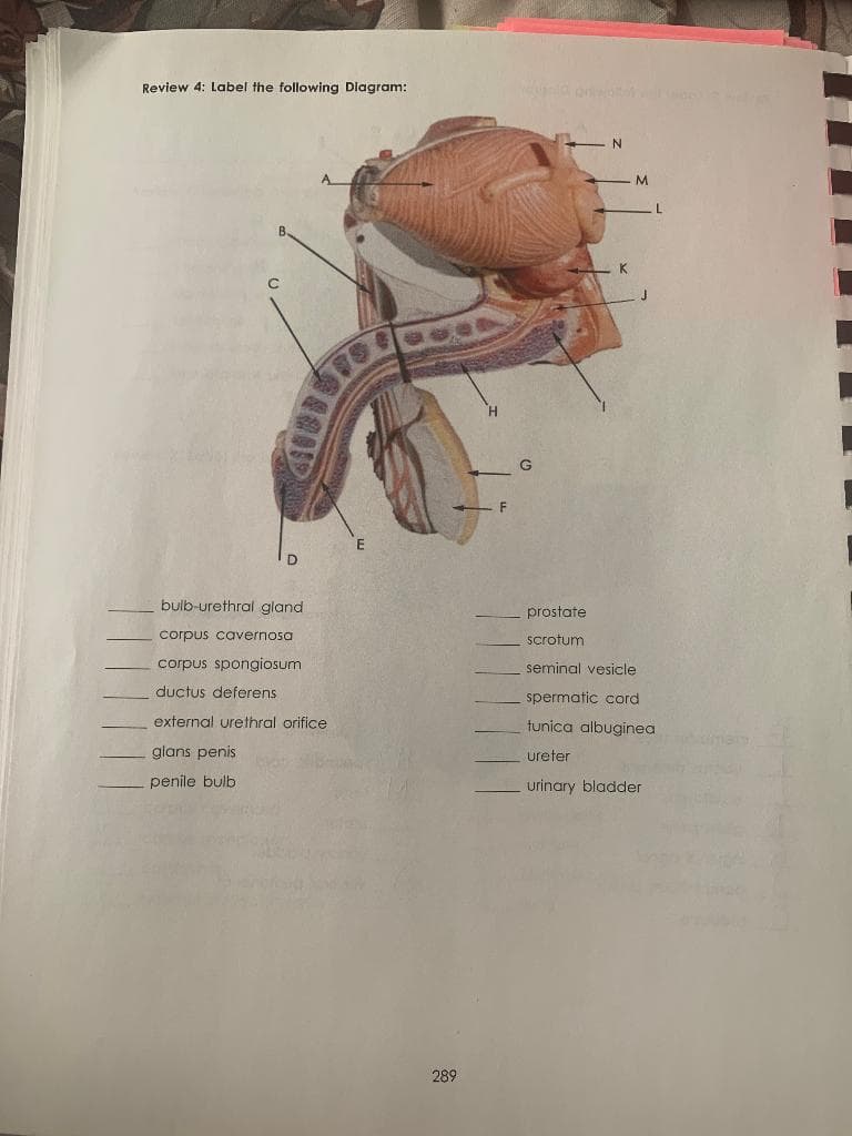 Review 4: Label the following Diagram:
bulb-urethral gland
corpus cavernosa
corpus spongiosum
ductus deferens
external urethral orifice
glans penis
penile bulb
289
F
G
M
prostate
scrotum
seminal vesicle
spermatic cord
tunica albuginea
ureter
urinary bladder