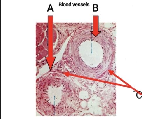 Blood vessels
A
B
