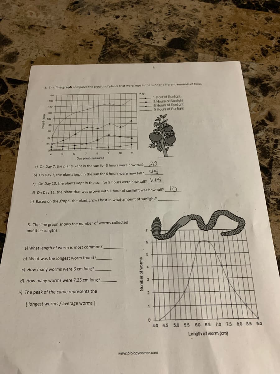 4. This line graph compares the growth of plants that were kept in the sun for different amounts of time.
Key
180
1 Hour of Sunlight
3 Hours of Sunlight
6 Hours of Sunlight
9 Hours of Sunlight
160
140
120
E 100
80
60
40
20
7
10
Day plant measured
a) On Day 7, the plants kept in the sun for 3 hours were how tall? 20
45
b) On Day 7, the plants kept in the sun for 6 hours were how tall?
c) On Day 10, the plants kept in the sun for 9 hours were how tall? IC2
d) On Day 11, the plant that was grown with 1 hour of sunlight was how tall?
e) Based on the graph, the plant grows best in what amount of sunlight?
5. The line graph shows the number of worms collected
and their lengths.
a) What length of worm is most common?
b) What was the longest worm found?
c) How many worms were 6 cm long?
d) How many worms were 7.25 cm long?
e) The peak of the curve represents the
[ longest worms / average worms ].
4.0 4.5 5.0 55 6.0 6.5 7.0 7.5 8.0 8.5 9.0
Length of worm (cm)
www.biologycorner.com
Number of worms
