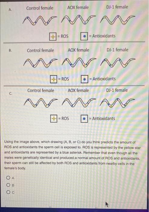 Control female
AOX female
DJ-1 female
A.
= ROS
= Antioxidants
B.
Control female
AOX female
DJ-1 female
= ROS
= Antioxidants
Control female
AOX female
DJ-1 female
C.
= ROS
= Antioxidants
Using the image above, which drawing (A, B, or C) do you think predicts the amount of
ROS and antioxidants the sperm cell is exposed to. ROS is represented by the yellow star
and antioxidants are represented by a blue asterisk. Remember that even though all the
males were genetically identical and produced a normal amount of ROS and antioxidants,
their sperm can still be affected by both ROS and antioxidants from nearby cells in the
female's body.
O A
O B
Oc
