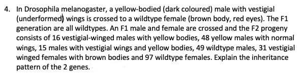 4. In Drosophila melanogaster, a yellow-bodied (dark coloured) male with vestigial
(underformed) wings is crossed to a wildtype female (brown body, red eyes). The F1
generation are all wildtypes. An F1 male and female are crossed and the F2 progeny
consists of 16 vestigial-winged males with yellow bodies, 48 yellow males with normal
wings, 15 males with vestigial wings and yellow bodies, 49 wildtype males, 31 vestigial
winged females with brown bodies and 97 wildtype females. Explain the inheritance
pattern of the 2 genes.

