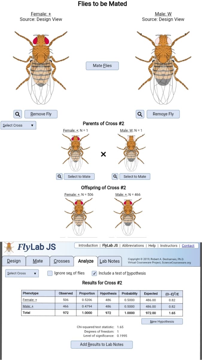 Flies to be Mated
Female: +
Source: Design View
Male: W
Source: Design View
Mate Flies
Remove Fly
Remoye Fly
Parents of Cross #2
Select Cross
Female: +: N = 1
Male: W; N = 1
Q Select to Mate
Q Select to Mate
Offspring of Cross #2
Female: +; N = 506
Male: +; N = 466
FlyLab JS
Introduction | FlyLab JS | Abbreviations | Help | Instructors | Contact
Design
Mate
Crosses
Analyze Lab Notes
Copyright © 2019, Robert A. Desharnais, Ph.D.
Virtual Courseware Project, ScienceCourseware.org
Ignore sex of flies
| Include a test of hypothesis
Select Cross
Results for Cross #2
Phenotype
Observed Proportion Hypothesis Probability Expected
(0-E)2/E
Female: +
0.5206
506
486
0.5000
486.00
0.82
Male: +
466
0.4794
486
0.5000
486.00
0.82
Total
972
1.0000
972
1.0000
972.00
1.65
New Hypothesis
Chi-squared test statistic: 1.65
Degrees of freedom: 1
Level of significance: 0.1995
Add Results to Lab Notes
