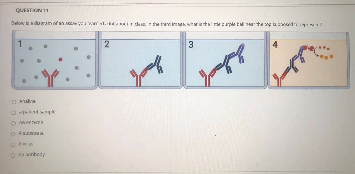 QUESTION 11
Below is a diagram of an assay you learned a lot about in class. In the third image, what is the little purple ball near the top supposed to represent?
1
O Analyte
O a patient sample
O An enzyme
O A substrate
A virus
O An antibody
2.
