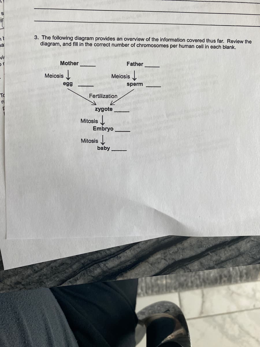 3. The following diagram provides an overview of the information covered thus far. Review the
diagram, and fill in the correct number of chromosomes per human cell in each blank.
na
vi
Mother
Father
Meiosis
Meiosis
egg
sperm
To
Fertilization
zygote
Mitosis I
Embryo
Mitosis
baby
