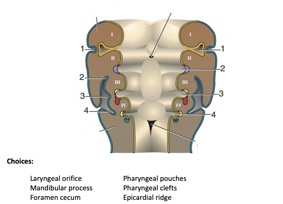 Choices:
2-
3-
4.
Laryngeal orifice
Mandibular process
Foramen cecum
616
Pharyngeal pouches
Pharyngeal clefts
Epicardial ridge
II
-4
-2
-3