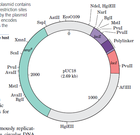 plasmid contains
restriction sites
by the plasmid
encodes
= the
Ndel, HgiEII
Narl
AatII Eco0109
SspI
BglI
MstI
Pvul
- PvuII
ehost
JacZ
XmnI,
Polylinker
amp
Scal
\lacI
-Pvull
Pvul-
Avall
PUC18
(2.69 kb)
-2000
MstI -
-AFIIII
AvalI
BglI
ic
s for
1000
HgiEII
mously replicat-
e circular
DNA
