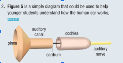 2. Figure 5 is a simple diagram that could be used to help
younger students understand how the human ear works.
KU C
auditory
canal
cochlea
pinna
auditory
eardrum
nerve
