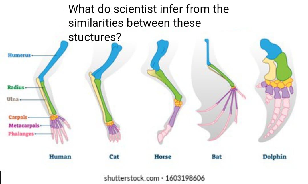 What do scientist infer from the
similarities between these
stuctures?
Humerus-
Radius
Ulna-
Carpals-
Metacarpals-
Phalanges-
Human
Cat
Нorse
Bat
Dolphin
shutterstock.com 1603198606
