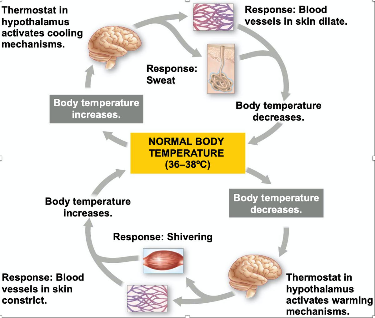 Response: Blood
vessels in skin dilate.
Thermostat in
hypothalamus
activates cooling
mechanisms.
Response:
Sweat
Body temperature
increases.
Body temperature
decreases.
NORMAL BODY
TEMPERATURE
(36–38°C)
Body temperature
increases.
Body temperature
decreases.
Response: Shivering
Response: Blood
vessels in skin
Thermostat in
hypothalamus
activates warming
mechanisms.
constrict.
