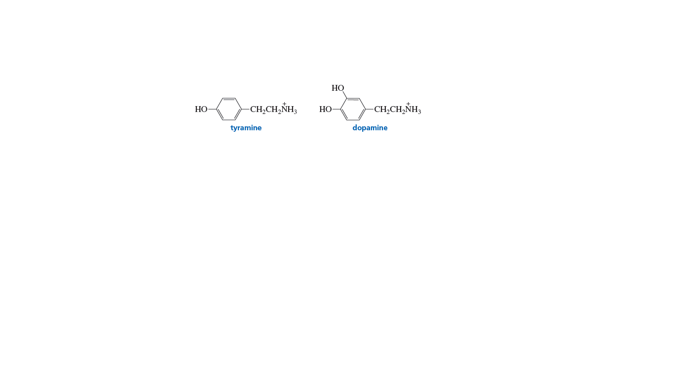 НО
HO
-CH,CH,NH,
HO
-CH,CH,NH,
tyramine
dopamine
