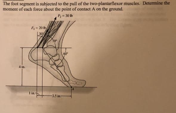 The foot segment is subjected to the pull of the two-plantarflexor muscles. Determine the
moment of each force about the point of contact A on the ground.
F = 30 lb
F = 20 lb
30
70
4 in.
1 in-
-3.5 in:
