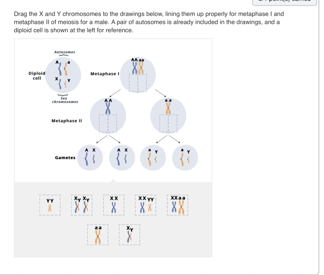 Drag the X and Y chromosomes to the drawings below, lining them up properly for metaphase I and
metaphase II of meiosis for a male. A pair of autosomes is already included in the drawings, and a
diploid cell is shown at the left for reference.
Diploid
cell
Autosomes
X
YY
8
a
Sex
chromosomes
Metaphase II
Gametes
Metaphase I
A X
{
Xy Xy
aa
XX
AA aa
XX YY
X X
XX a a