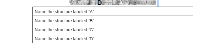 Name the structure labeled "A".
Name the structure labeled "B".
Name the structure labeled "C".
Name the structure labeled "D".
D