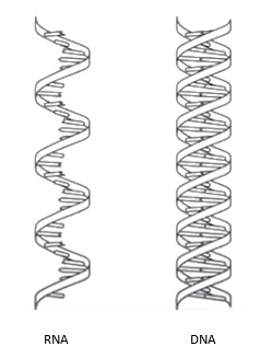 RNA
DNA
