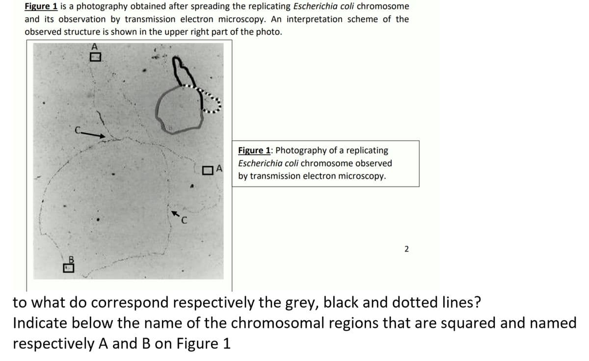 Figure 1 is a photography obtained after spreading the replicating Escherichia coli chromosome
and its observation by transmission electron microscopy. An interpretation scheme of the
observed structure is shown in the upper right part of the photo.
Figure 1: Photography of a replicating
Escherichia coli chromosome observed
DA
by transmission electron microscopy.
2
to what do correspond respectively the grey, black and dotted lines?
Indicate below the name of the chromosomal regions that are squared and named
respectively A and B on Figure 1
