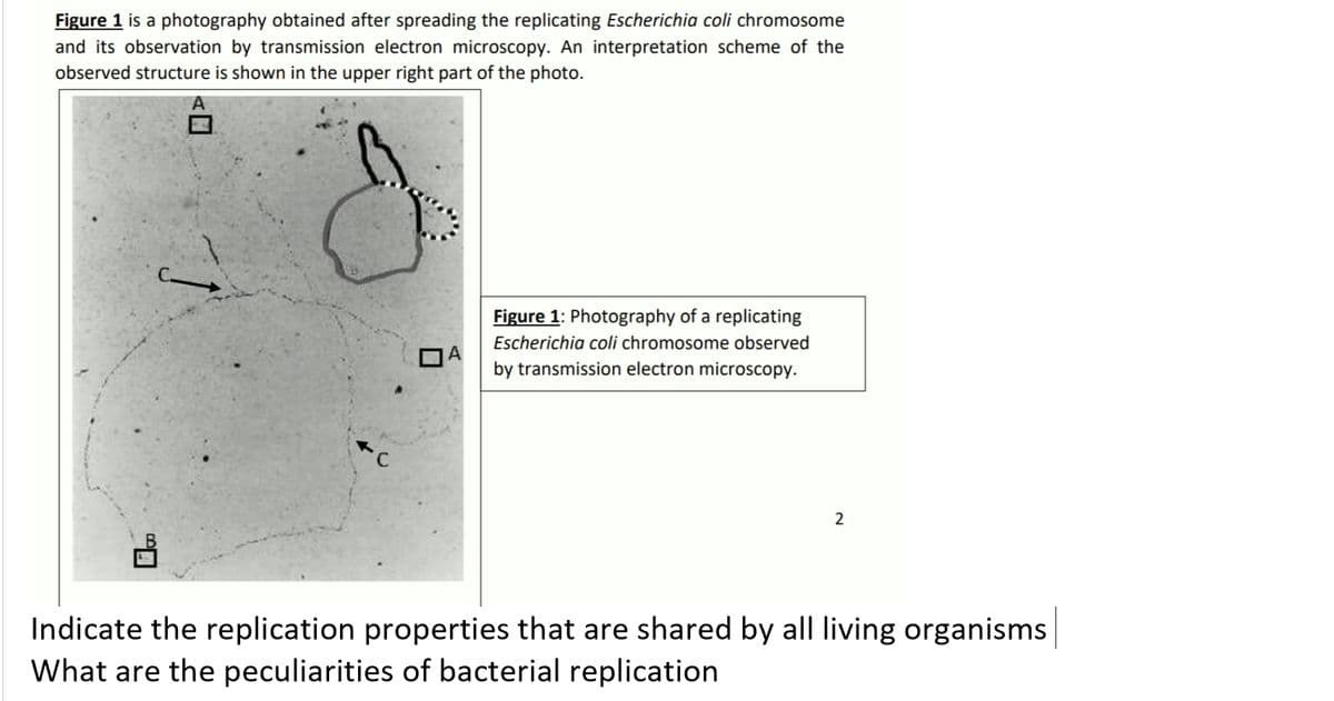 Figure 1 is a photography obtained after spreading the replicating Escherichia coli chromosome
and its observation by transmission electron microscopy. An interpretation scheme of the
observed structure is shown in the upper right part of the photo.
Figure 1: Photography of a replicating
Escherichia coli chromosome observed
by transmission electron microscopy.
2
Indicate the replication properties that are shared by all living organisms
What are the peculiarities of bacterial replication
