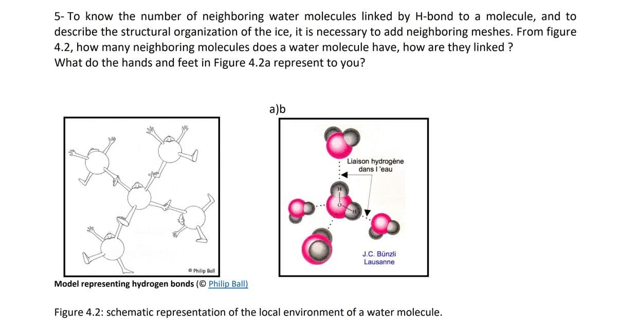 5- To know the number of neighboring water molecules linked by H-bond to a molecule, and to
describe the structural organization of the ice, it is necessary to add neighboring meshes. From figure
4.2, how many neighboring molecules does a water molecule have, how are they linked ?
What do the hands and feet in Figure 4.2a represent to you?
a)b
Liaison hydrogène
dans l'eau
H.
J.C. Bünzli
Lausanne
© Philip Ball
Model representing hydrogen bonds (© Philip Ball)
Figure 4.2: schematic representation of the local environment of a water molecule.
