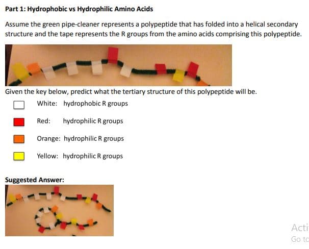 Part 1: Hydrophobic vs Hydrophilic Amino Acids
Assume the green pipe-cleaner represents a polypeptide that has folded into a helical secondary
structure and the tape represents the R groups from the amino acids comprising this polypeptide.
Given the key below, predict what the tertiary structure of this polypeptide will be.
White: hydrophobic R groups
Red:
hydrophilic R groups
Orange: hydrophilic R groups
Yellow: hydrophilic R groups
Suggested Answer:
Acti
Go to
