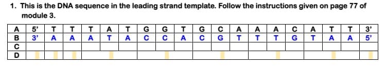 1. This is the DNA sequence in the leading strand template. Follow the instructions given on page 77 of
module 3.
G C
C G
5
TG
G
т
3'
в
3'
A
A
A
A
A
5'
AT
ABCD
