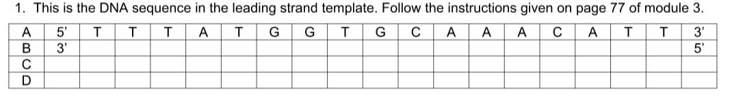 1. This is the DNA sequence in the leading strand template. Follow the instructions given on page 77 of module 3.
A
5'
T
A
G
G
T
G
C
A
A
A
A
3'
3'
5'
D
