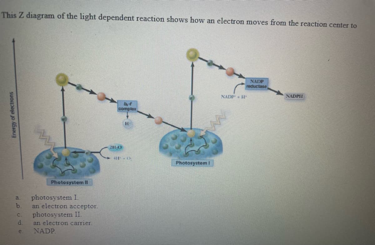 This Z diagram of the light dependent reaction shows how an electron moves from the reaction center to
Energy of electrons
a.
b.
Photosystem II
photosystem I.
an electron acceptor.
C. photosystem II.
d.
e.
an electron carrier.
NADP.
complex
21-0
H
411 +0.
Photosystem I
NADP + H
NADP
reductase
NADPH