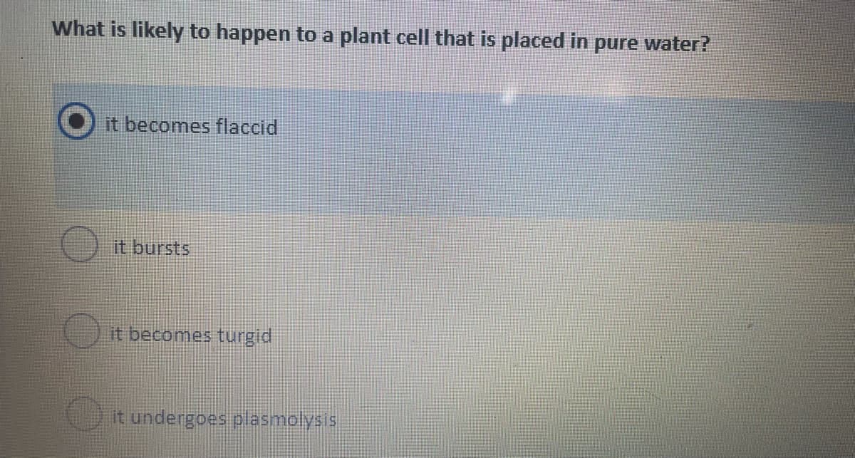 What is likely to happen to a plant cell that is placed in pure water?
it becomes flaccid
it bursts
it becomes turgid
it undergoes plasmolysis
