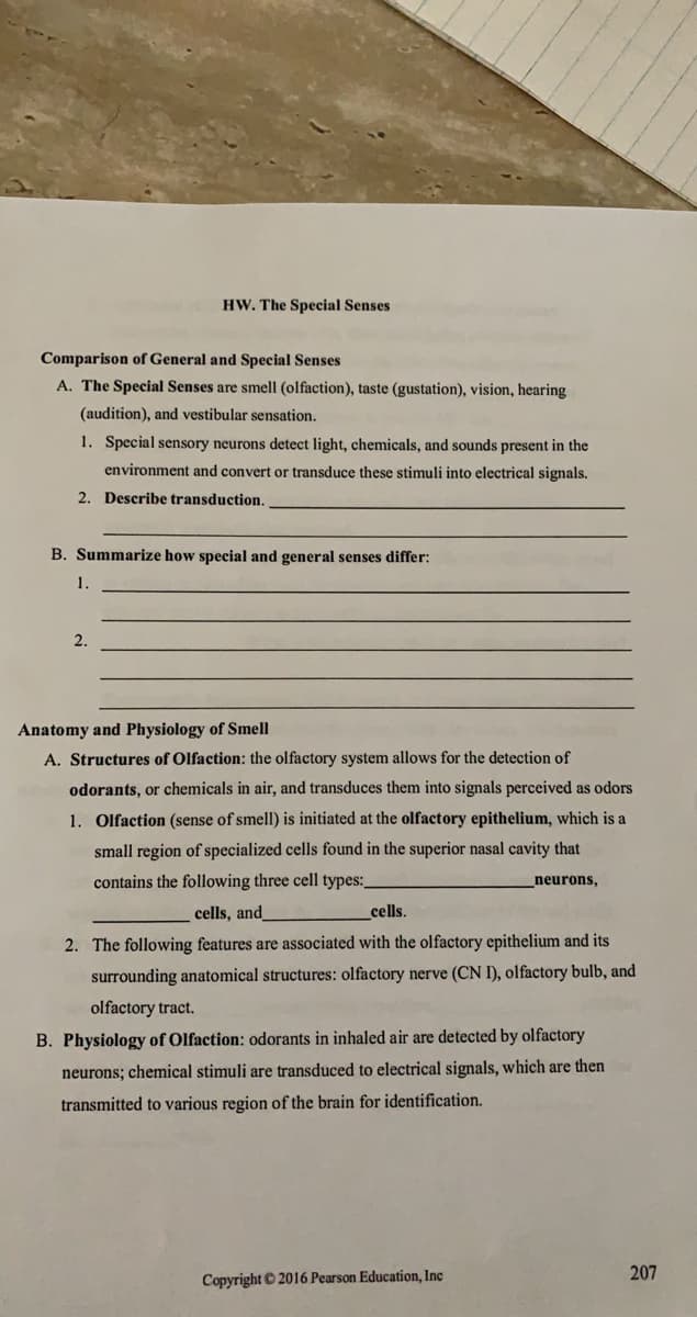 HW. The Special Senses
Comparison of General and Special Senses
A. The Special Senses are smell (olfaction), taste (gustation), vision, hearing
(audition), and vestibular sensation.
1. Special sensory neurons detect light, chemicals, and sounds present in the
environment and convert or transduce these stimuli into electrical signals.
2. Describe transduction.
B. Summarize how special and general senses differ:
1.
2.
Anatomy and Physiology of Smell
A. Structures of Olfaction: the olfactory system allows for the detection of
odorants, or chemicals in air, and transduces them into signals perceived as odors
1. Olfaction (sense of smell) is initiated at the olfactory epithelium, which is a
small region of specialized cells found in the superior nasal cavity that
contains the following three cell types:
neurons,
cells, and
cells.
2. The following features are associated with the olfactory epithelium and its
surrounding anatomical structures: olfactory nerve (CN I), olfactory bulb, and
olfactory tract.
B. Physiology of Olfaction: odorants in inhaled air are detected by olfactory
neurons; chemical stimuli are transduced to electrical signals, which are then
transmitted to various region of the brain for identification.
207
Copyright © 2016 Pearson Education, Inc
