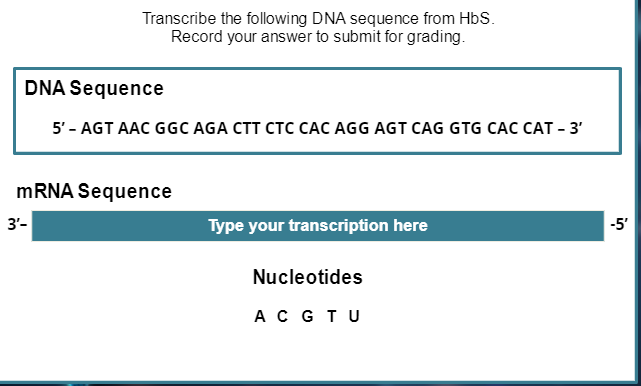 Transcribe the following DNA sequence from HbS.
Record your answer to submit for grading.
DNA Sequence
5'- AGT AAC GGC AGA CTT CTC CÁC AGG AGT CAG GTG CAC CAT - 3'
MRNA Sequence
3'-
Type your transcription here
-5'
Nucleotides
A C GTU
