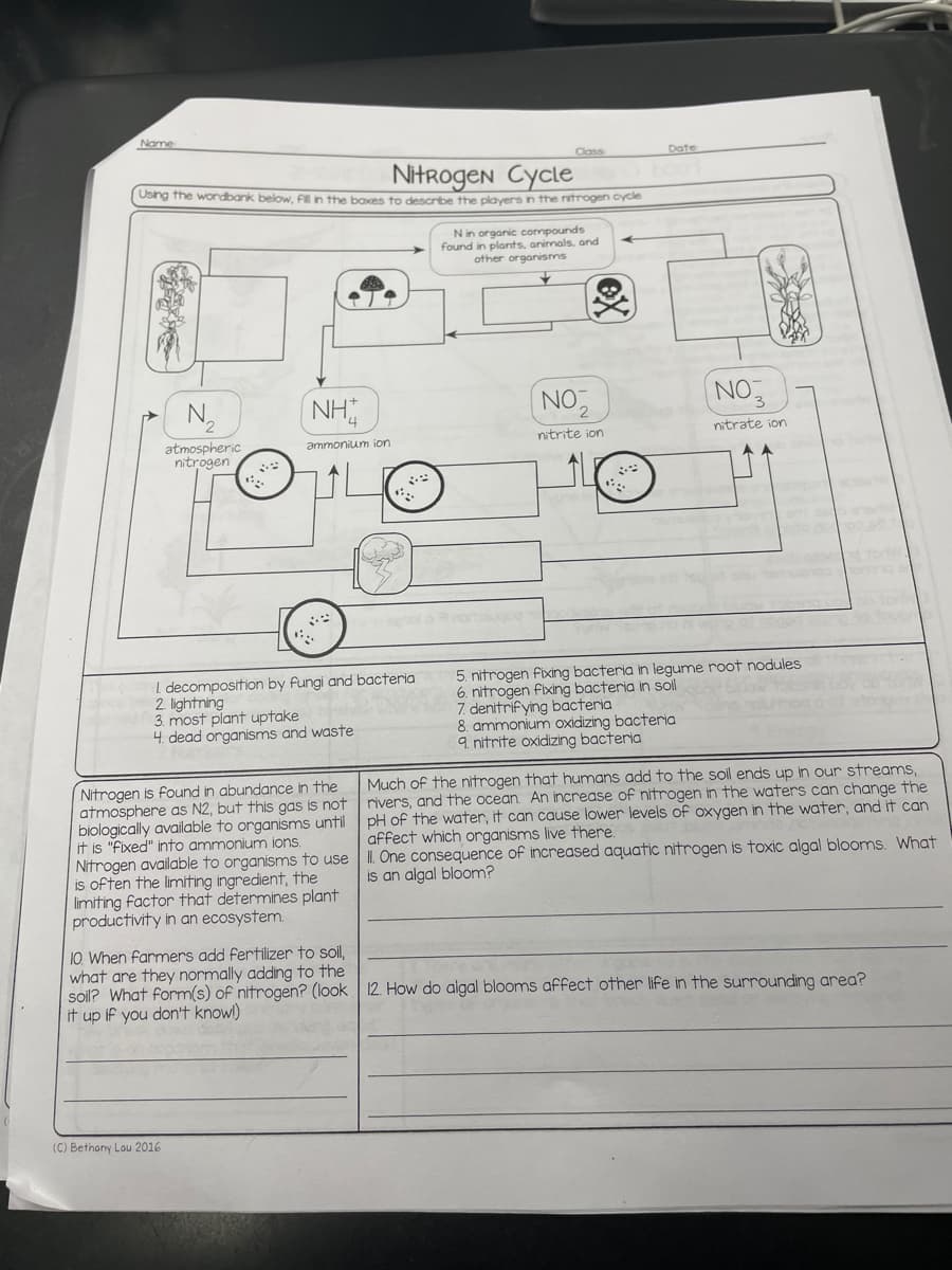 Name
Nitrogen Cycle
Using the wordbank below, fill in the boxes to describe the players in the nitrogen cycle
N₂
atmospheric
nitrogen
NH
ammonium ion
(C) Bethany Lou 2016
4.
I decomposition by fungi and bacteria
2. lightning
S
3. most plant uptake
4. dead organisms and waste
Nitrogen is found in abundance in the
atmosphere as N2, but this gas is not
biologically available to organisms until
it is "fixed" into ammonium ions.
Nitrogen available to organisms to use
is often the limiting ingredient, the
limiting factor that determines plant
productivity in an ecosystem.
Class
N in organic compounds
found in plants, animals, and
other organisms
NO,
2
nitrite ion
WA
Date
NO3
nitrate ion
5. nitrogen fixing bacteria in legume root nodules
6. nitrogen fixing bacteria in soll
7. denitrifying bacteria
8. ammonium oxidizing bacteria
9. nitrite oxidizing bacteria
Much of the nitrogen that humans add to the soil ends up in our streams,
rivers, and the ocean. An increase of nitrogen in the waters can change the
pH of the water, it can cause lower levels of oxygen in the water, and it can
affect which organisms live there.
II. One consequence of increased aquatic nitrogen is toxic algal blooms. What
is an algal bloom?
10. When farmers add fertilizer to soil,
what are they normally adding to the
soil? What form(s) of nitrogen? (look 12. How do algal blooms affect other life in the surrounding area?
it up if you don't know!)