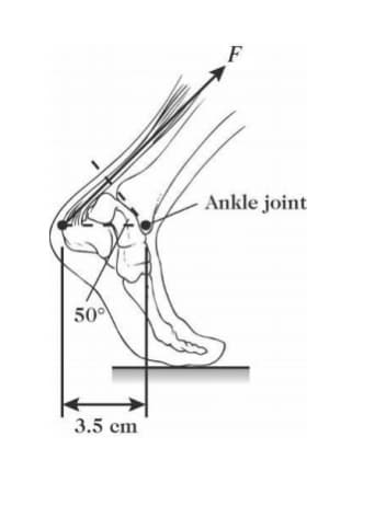 F
Ankle joint
50
3.5 cm
