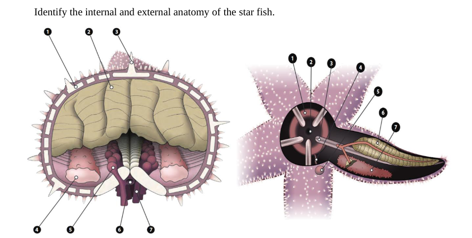 Identify the internal and external anatomy of the star fish.
