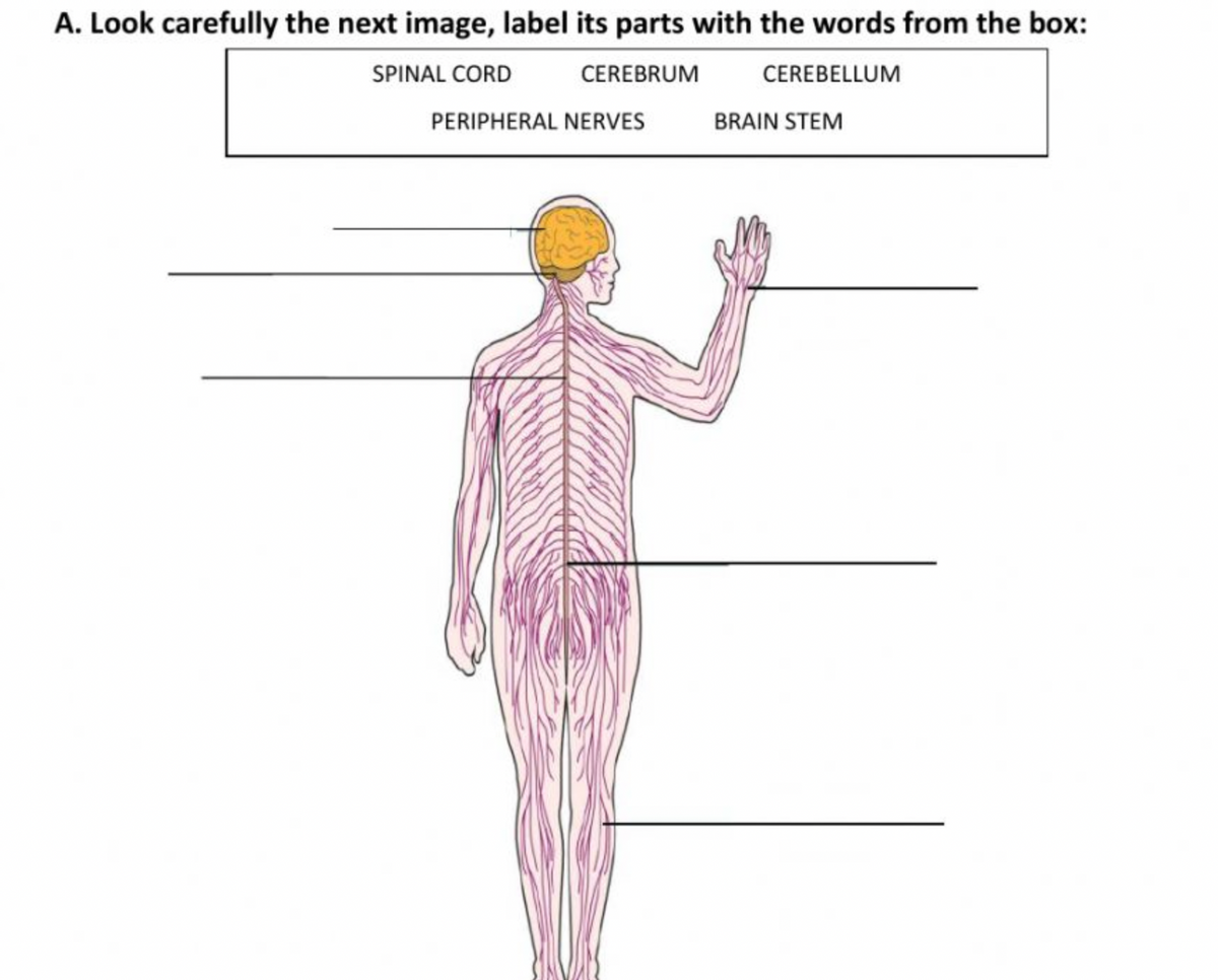 A. Look carefully the next image, label its parts with the words from the box:
SPINAL CORD
CEREBRUM
CEREBELLUM
PERIPHERAL NERVES
BRAIN STEM