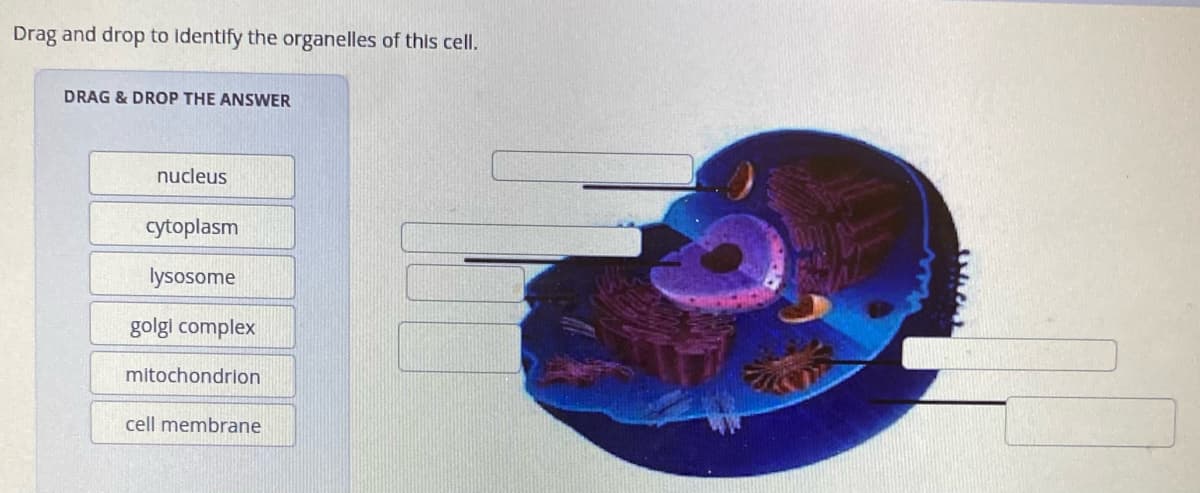 Drag and drop to identify the organelles of this cell.
DRAG & DROP THE ANSWER
nucleus
cytoplasm
lysosome
golgi complex
mitochondrion
cell membrane