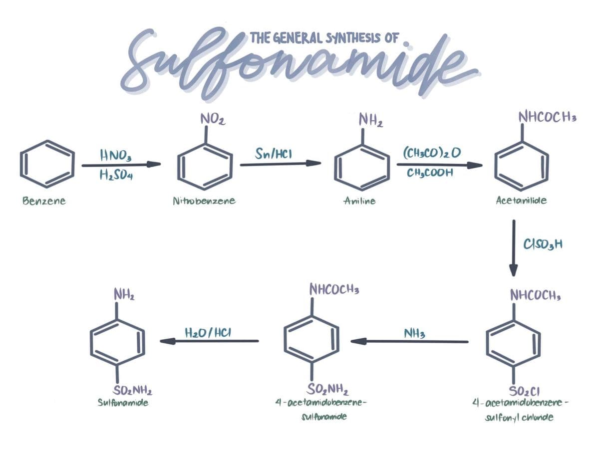 Eulfonamide
THE GENERAL SYNTHESIS OF
NO2
NH2
NHCOCH3
ANO,
Sn/HCI
(CH3CO)20
H2SD4
CH,COOH
Benzene
Nitobenzene
Aniline
Acetanilide
CISOSH
NH2
NHCOCH3
NHCOCH,
H20/HCI
NH3
SO2NH2
Sulfonamide
SO̟NH2
SO2CI
4- acetamidobenzere -
4-acetamidobenzene-
sulfonamiole
sulfonyl chloride
