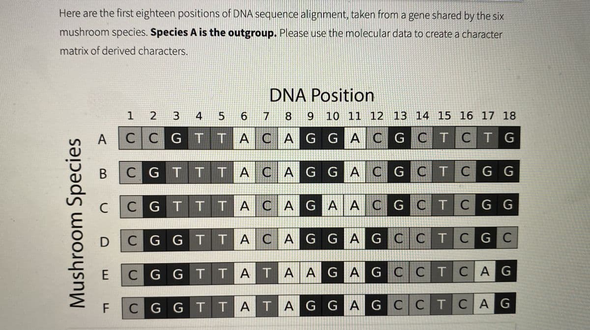 Here are the first eighteen positions of DNA sequence alignment, taken from a gene shared by the six
mushroom species. Species A is the outgroup. Please use the molecular data to create a character
matrix of derived characters.
Mushroom Species
с
1
A CCGTTACAG
DE
2 3
B CGTT TACAG GAC G CTCG G
F
DNA Position
4 5 6 7 8 9 10 11 12 13 14 15 16 17 18
GAC GCT CTG
CGTTTACAGAA CGCT CGG
CGGTTACAGGAGCCTCGC
CGGTTATA AGAGCCTCAG
CGGTTATAGGAGCCT CAG