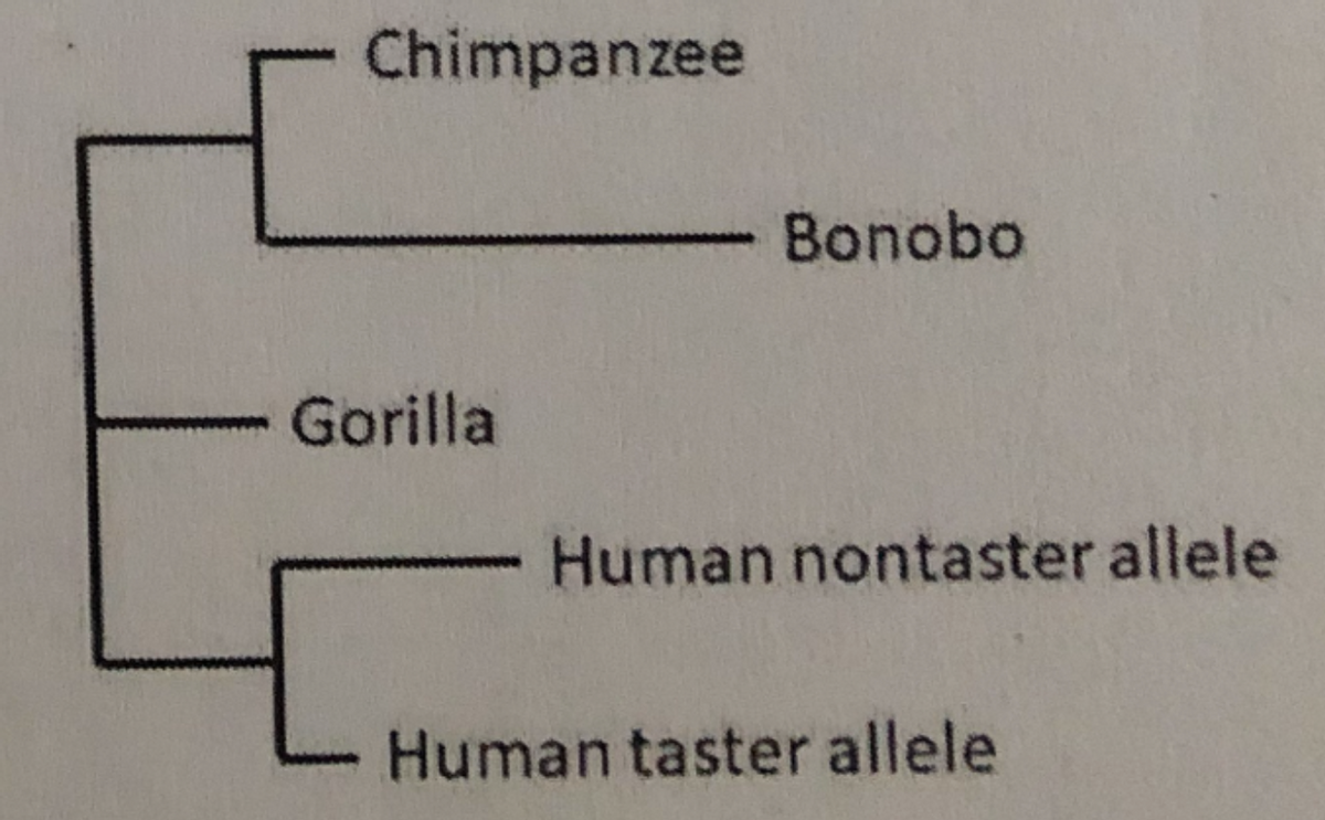 Chimpanzee
Bonobo
-Gorilla
Human nontaster allele
Human taster allele
