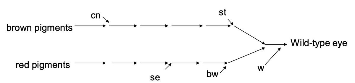 st
cn
brown pigments
Wild-type eye
red pigments
W
bw
se
