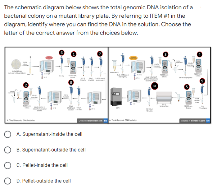 The schematic diagram below shows the total genomic DNA isolation of a
bacterial colony on a mutant library plate. By referring to ITEM #1 in the
diagram, identify where you can find the DNA in the solution. Choose the
letter of the correct answer from the choices below.
|||
Sof
(10)
10:00 pm
MNC
Created in Bielender.com blo A Total Genomic DNA Isolation
0₂
10000
A Total Genomic DNA Isolation
O
5-49
10.000
CAB
A. Supernatant-inside the cell
B. Supernatant-outside the cell
C. Pellet-inside the cell
D. Pellet-outside the cell
16
TE
12:000
Created in BioRender.com blo