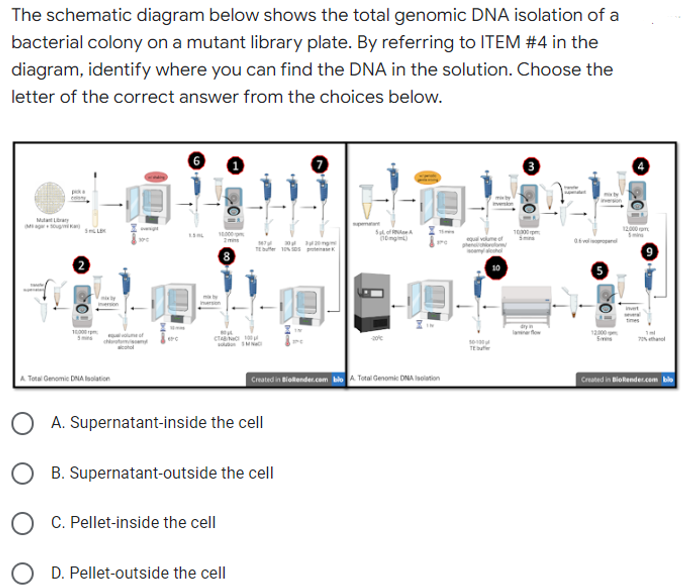 The schematic diagram below shows the total genomic DNA isolation of a
bacterial colony on a mutant library plate. By referring to ITEM #4 in the
diagram, identify where you can find the DNA in the solution. Choose the
letter of the correct answer from the choices below.
12.000
10.000
10000
Sof
(10)
velop
8
10,000
6FC
CNC 100
A Total Genomic DNA Isolation
Created in Bloender.com blo A Total Genomic DNA Isolation
O A. Supernatant-inside the cell
B. Supernatant-outside the cell
O C. Pellet-inside the cell
O D. Pellet-outside the cell
TE
o!!
Created in BioRender.com blo