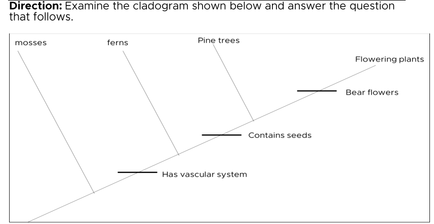 Direction: Examine the cladogram shown below and answer the question
that follows.
mosses
ferns
Pine trees
Flowering plants
Bear flowers
Contains seeds
Has vascular system

