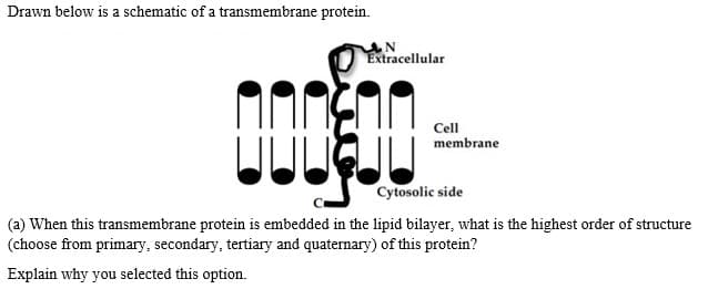 Drawn below is a schematic of a transmembrane protein.
Extracellular
Cell
membrane
Cytosolic side
(a) When this transmembrane protein is embedded in the lipid bilayer, what is the highest order of structure
(choose from primary, secondary, tertiary and quaternary) of this protein?
Explain why you selected this option.
