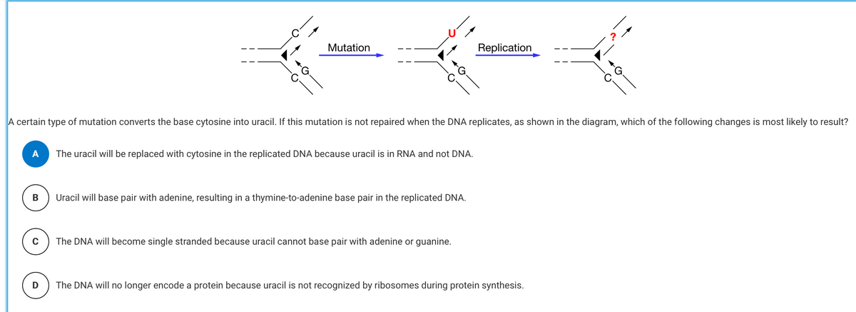 B
Mutation
A certain type of mutation converts the base cytosine into uracil. If this mutation is not repaired when the DNA replicates, as shown in the diagram, which of the following changes is most likely to result?
C
The uracil will be replaced with cytosine in the replicated DNA because uracil is in RNA and not DNA.
Uracil will base pair with adenine, resulting in a thymine-to-adenine base pair in the replicated DNA.
Replication
The DNA will become single stranded because uracil cannot base pair with adenine or guanine.
The DNA will no longer encode a protein because uracil is not recognized by ribosomes during protein synthesis.